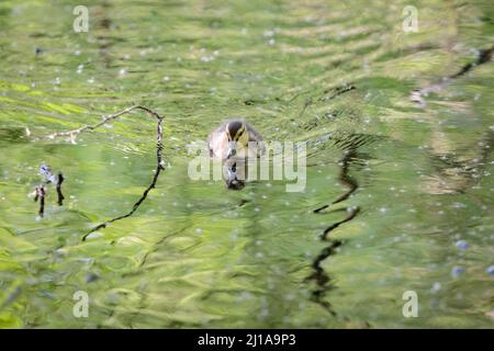 Amburgo, Germania. 14th maggio 2020. Pulcini di un mallardo (Anas platyrhynchos) nuotano su un corpo d'acqua nel Moor Eppendorfer a Groß Borstel. Credit: Jonas Walzberg/dpa/Alamy Live News Foto Stock