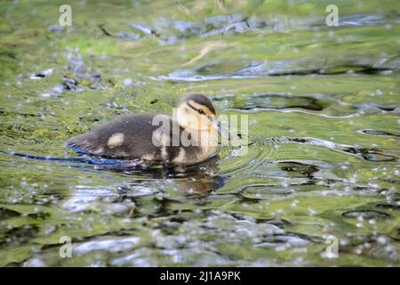 Amburgo, Germania. 14th maggio 2020. Pulcini di un mallardo (Anas platyrhynchos) nuotano su un corpo d'acqua nel Moor Eppendorfer a Groß Borstel. Credit: Jonas Walzberg/dpa/Alamy Live News Foto Stock