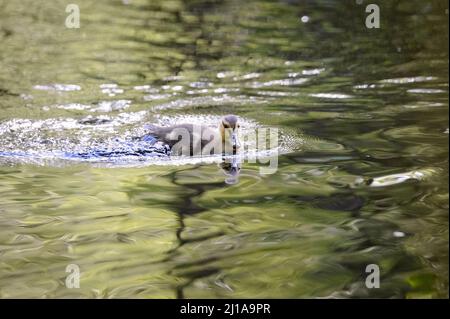 Amburgo, Germania. 14th maggio 2020. Pulcini di un mallardo (Anas platyrhynchos) nuotano su un corpo d'acqua nel Moor Eppendorfer a Groß Borstel. Credit: Jonas Walzberg/dpa/Alamy Live News Foto Stock