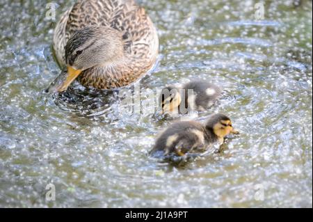 Amburgo, Germania. 14th maggio 2020. Pulcini di un mallardo (Anas platyrhynchos) nuotano su un corpo d'acqua nel Moor Eppendorfer a Groß Borstel. Credit: Jonas Walzberg/dpa/Alamy Live News Foto Stock