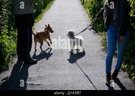 Amburgo, Germania. 14th maggio 2020. Due cani al guinzaglio su un sentiero al sole. Credit: Jonas Walzberg/dpa/Alamy Live News Foto Stock