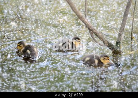 Amburgo, Germania. 14th maggio 2020. Pulcini di un mallardo (Anas platyrhynchos) nuotano su un corpo d'acqua nel Moor Eppendorfer a Groß Borstel. Credit: Jonas Walzberg/dpa/Alamy Live News Foto Stock