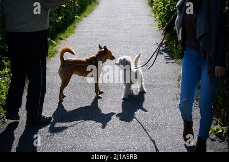 Amburgo, Germania. 14th maggio 2020. Due cani si sniffano l'un l'altro su un sentiero al sole. Credit: Jonas Walzberg/dpa/Alamy Live News Foto Stock