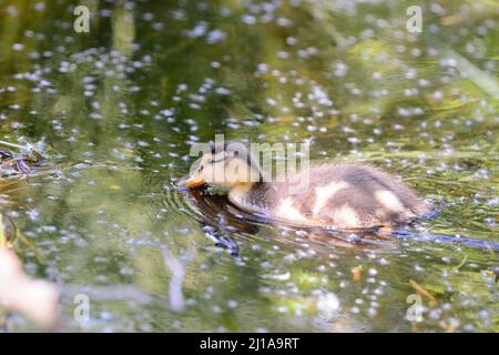 Amburgo, Germania. 14th maggio 2020. Pulcini di un mallardo (Anas platyrhynchos) nuotano su un corpo d'acqua nel Moor Eppendorfer a Groß Borstel. Credit: Jonas Walzberg/dpa/Alamy Live News Foto Stock