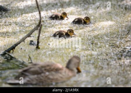 Amburgo, Germania. 14th maggio 2020. Pulcini di un mallardo (Anas platyrhynchos) nuotano su un corpo d'acqua nel Moor Eppendorfer a Groß Borstel. Credit: Jonas Walzberg/dpa/Alamy Live News Foto Stock