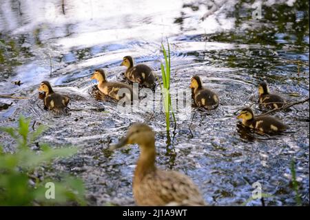 Amburgo, Germania. 14th maggio 2020. Pulcini di un mallardo (Anas platyrhynchos) nuotano su un corpo d'acqua nel Moor Eppendorfer a Groß Borstel. Credit: Jonas Walzberg/dpa/Alamy Live News Foto Stock