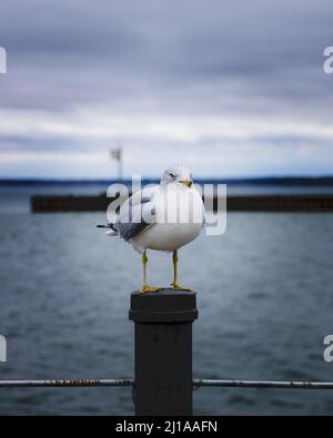 Un colpo verticale di un bel gabbiano in piedi su un molo in una giornata cupa Foto Stock