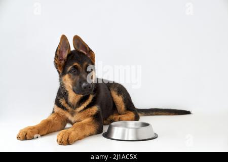 Ritratto di carino doggy Retriever con pelliccia marrone nera che riposa dopo pasto vicino alla ciotola d'argento. Tutta la lunghezza del pastore domestico piccolo carino isolato su sfondo bianco studio. Concetto di animali domestici. Foto Stock