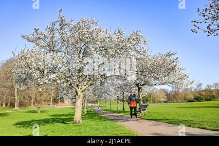 Brighton UK 24th Marzo 2022 - Un camminatore gode della fioritura primaverile e del sole in Hove Park , Brighton come caldo tempo di sole è previsto per continuare in tutta la Gran Bretagna con temperature che raggiungono oltre 20 gradi in alcune zone : Credit Simon Dack / Alamy Live News Foto Stock