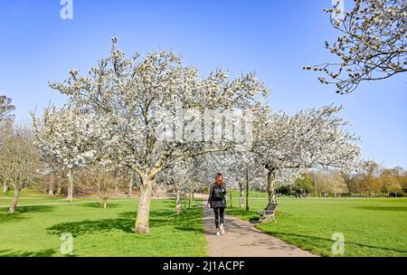 Brighton UK 24th Marzo 2022 - Un camminatore gode della fioritura primaverile e del sole in Hove Park , Brighton come caldo tempo di sole è previsto per continuare in tutta la Gran Bretagna con temperature che raggiungono oltre 20 gradi in alcune zone : Credit Simon Dack / Alamy Live News Foto Stock