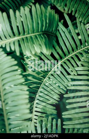 Foglie verdi foresta tropicale piante verdi Foto Stock