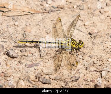 Hunter a strisce gialle Foto Stock
