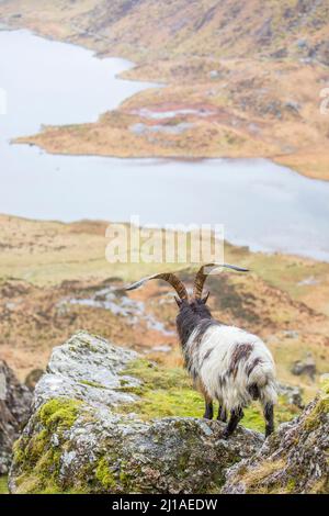 Vista posteriore di capra di montagna gallese isolata, con corna lunghe, che guarda giù per la valle verso un lago nelle montagne di Snowdonia, Galles del Nord, Regno Unito. Foto Stock