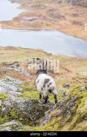 Vista posteriore della capra selvaggia della montagna del gallese con le corna, isolata nelle montagne del Parco Nazionale di Snowdonia, Galles del Nord, Regno Unito, guardando giù la valle al lago sottostante. Foto Stock