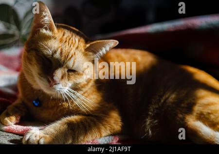 Gatto domestico maschile che dorme e si rilassa sul divano con ombra e luce dal sole al mattino. Foto Stock