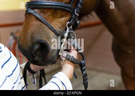 Primo piano di un jockey che rimuove la briglia da un cavallo nella stalla, spazio copia Foto Stock