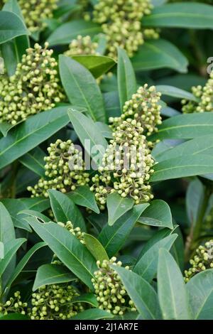 Skimmia Kew Verde. Skimmia x Confusa Kew Green. Piccoli, fragranti fiori giallo verdastro in primavera Foto Stock