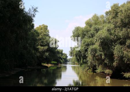 Biosphärenreservat Donaudelta, bei Tulcea, Rumänien / Riserva della Biosfera del Delta del Danubio, nei pressi di Tulcea, Romania (Aufnahmedatum kann abweichen) Foto Stock