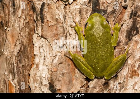 Rana dell'albero di Barking - Hyla gratiosa Foto Stock