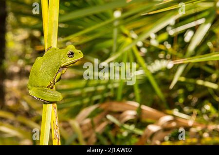 Rana dell'albero di Barking - Hyla gratiosa Foto Stock