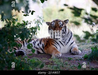 Una tigre Amur rilassante all'ombra Foto Stock