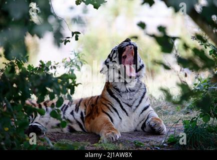 Una tigre Amur rilassante all'ombra Foto Stock