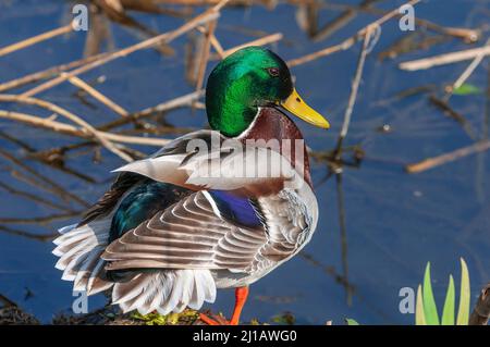 Mallard duck drake Foto Stock
