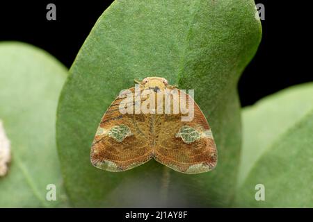 Fulgoridae planthopper, Poiocera pandora, Satara, Maharashtra, India Foto Stock