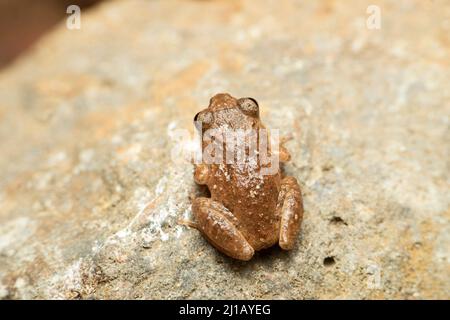 Raorchestes ghatei, nome comune la rana arbustiva di Ghate è una specie di rana arbustiva endemica Gatti occidentali di Maharashtra ,Satara, Maharashtra, India Foto Stock