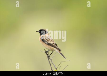 stonechat siberiano femminile o stonechat asiatico, Saxicola maurus, Satara, Maharashtra, India Foto Stock