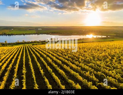 Vigneto sul lago di Süßen in autunno, giallo nella sera sole Foto Stock
