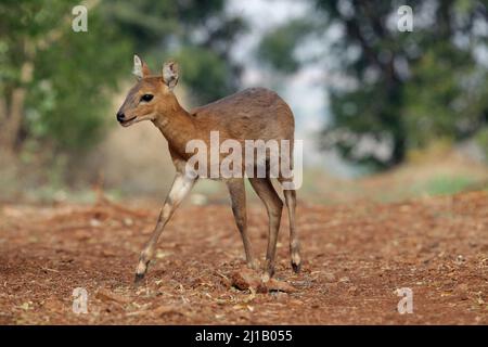 Muntjac indiano , Muntiacus muntjak, Satara, Maharashtra, India Foto Stock