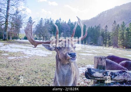 Dama dama, in Cumberland Wildpark a Grunau im Almtal, Austria superiore, 23 febbraio 2022. (CTK Photo/Libor Sojka) Foto Stock