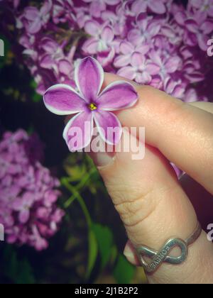 SYR nga, lilla, fiore con cinque petali per Buona fortuna. Foto Stock