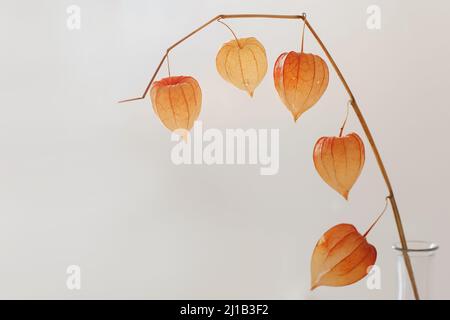 fiori rossi physalis isolati su sfondo bianco con copyspace. Design minimalista composizione di fiori secchi in vaso in bianco interno di vita Foto Stock