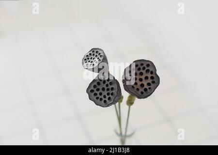 Baccelli di semi di fiore di loto essiccati isolati su sfondo bianco con copyspace Foto Stock