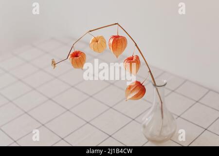 fiori rossi physalis isolati su sfondo bianco con copyspace. Design minimalista composizione di fiori secchi in vaso in bianco interno di vita Foto Stock