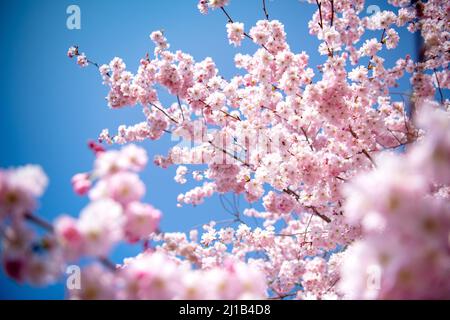 Brema, Germania. 24th Mar 2022. Un ciliegio ornamentale fiorisce nel distretto di Osterholz di Brema. Credit: Sina Schuldt/dpa/Alamy Live News Foto Stock