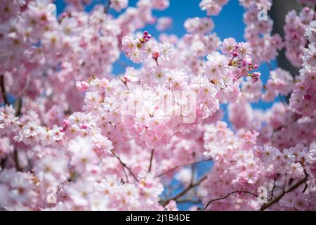 Brema, Germania. 24th Mar 2022. Un ciliegio ornamentale fiorisce nel distretto di Osterholz di Brema. Credit: Sina Schuldt/dpa/Alamy Live News Foto Stock