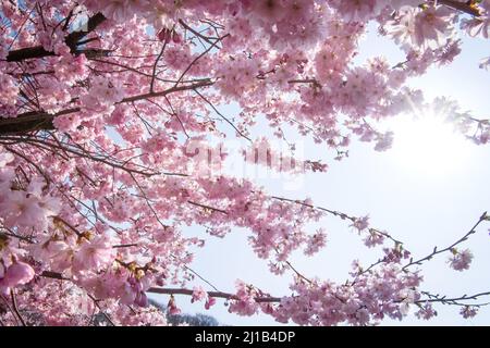 Brema, Germania. 24th Mar 2022. Un ciliegio ornamentale fiorisce nel distretto di Osterholz di Brema. Credit: Sina Schuldt/dpa/Alamy Live News Foto Stock