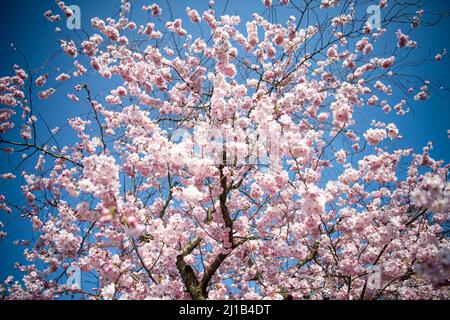 Brema, Germania. 24th Mar 2022. Un ciliegio ornamentale fiorisce nel distretto di Osterholz di Brema. Credit: Sina Schuldt/dpa/Alamy Live News Foto Stock