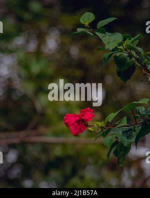 Un bel paesaggio di fiori rossi hawaiani Hibiscus Foto Stock