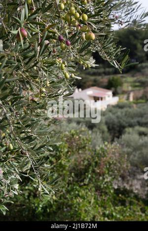 MAS DES BORIES E IL SUO OLIVETO, PASSEGGIATA OFFBEAT LUNGO LE TERRAZZE DI PIETRA ASCIUTTA E BORIES AL MOULIN DU MAS DES BORIES, OLIO D'OLIVA, CHEMIN DE LA COUSTADE, (13) SALON-DE-PROVENCE, FRANCIA MERIDIONALE, PROVENZA ALPI COTES D'AZUR, FRANCIA Foto Stock