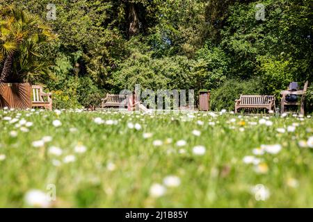 LETTURA NEL GIARDINO BOTANICO, CAEN, CALVADOS, NORMANDIA, FRANCIA Foto Stock