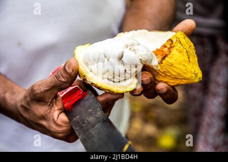 CIALDE E FAGIOLI DI CACAO, PIANTAGIONE EL SENDERO DEL CACAO, HACIENDA LA ESMERALDA LAS PAJAS, SAN FRANCISCO DE MACORIS, REPUBBLICA DOMINICANA Foto Stock