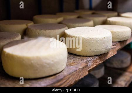 TOMME DE MONTAGNE FORMAGGIO DI MONTAGNA, FORMAGGI STAGIONATI (FORMAGGI PRESSATI, NON COTTI E SEMI-COTTI), BLOMONT FATTORIA, MANZAT, COMBRAILLES, (63) PUY DE DOME, AUVERGNE Foto Stock