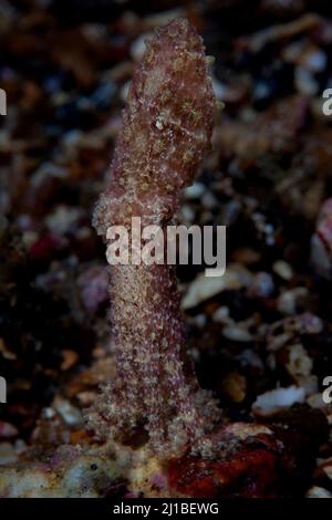 Hapalochlaena sp., un polpo dall'anello blu molto velenoso, si erge sui tentacoli del mare sabbioso di Lembeh Strait, Indonesia. Foto Stock