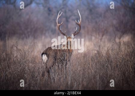 Scena faunistica di sika singola o cervi avvistati (Cervus nippon) nell'habitat naturale Foto Stock
