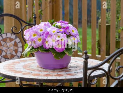 Una grande pentola rosa piena di splendidi fiori rosa di Polyanthus (Primula) su una tavola in ferro battuto intarsiato a mosaico Foto Stock