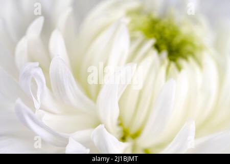 Foto soft focus di un bel fiore bianco Chrysanthemum Foto Stock